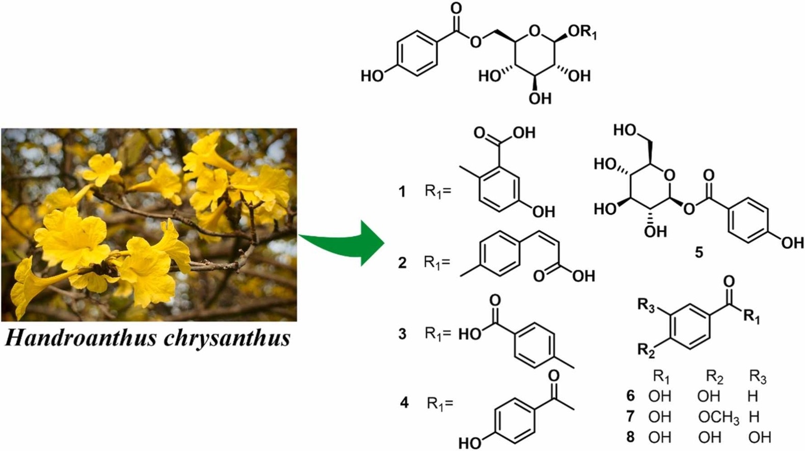 a new phenolic glycoside from Handroanthus chrysanthus flowers