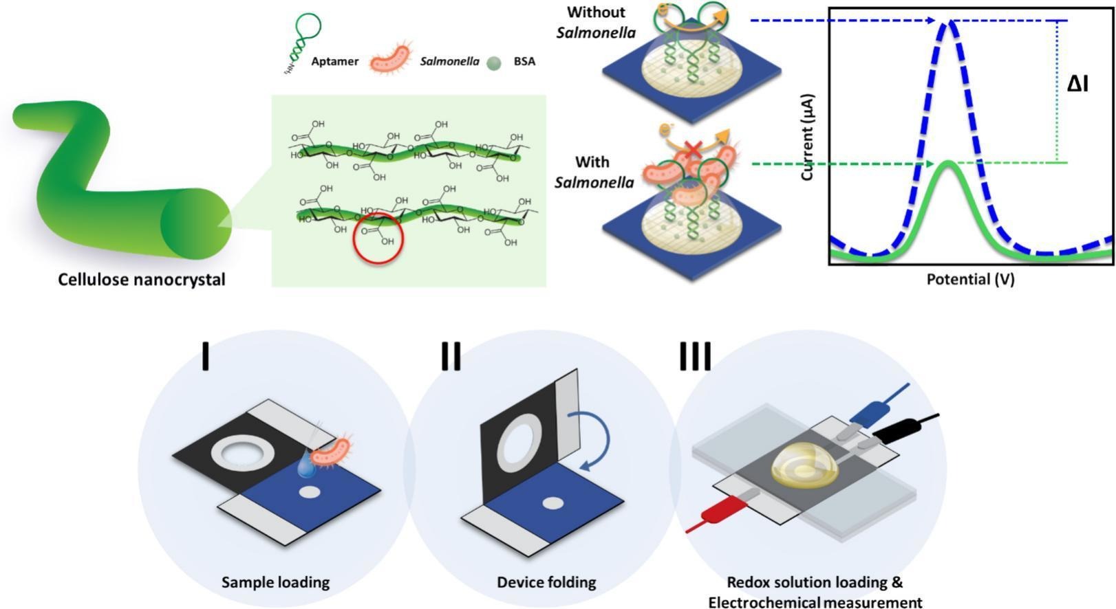 Label-free electrochemical aptasensor based on cellulose nanocrystal-modified paper-based device for Salmonella Typhimurium detection in food samples