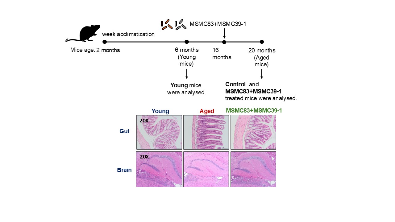 The potential of novel gut microbiota supplement in mitigating gut inflammation, alleviating oxidative stress linked to aging, and improving cognitive function in aged mice