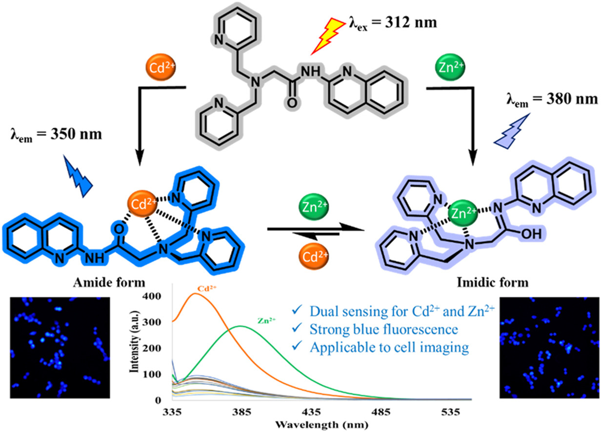 A dual sensing probe for Cd2+ and Zn2+ detection in water based on tautomerization of acetamidoquinoline containing dipicolylamine and its application in water samples and cell imaging